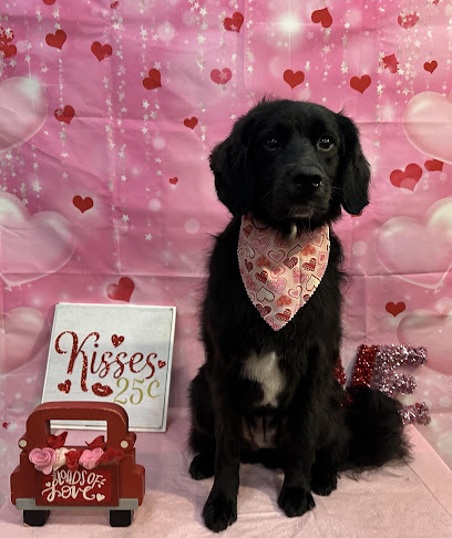 Trophy Paws Pet Grooming