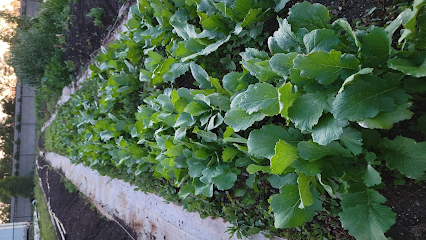 Finding Justice A Flower and Vegetable Garden