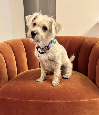 Dashing Dog