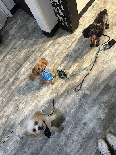 Salon Dog