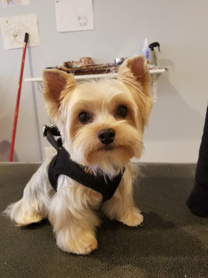 Shampoodles Dog Grooming Salon