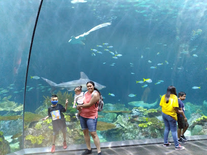 Shedd Aquarium