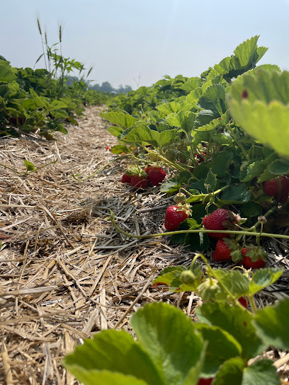Heider's Berry Farm