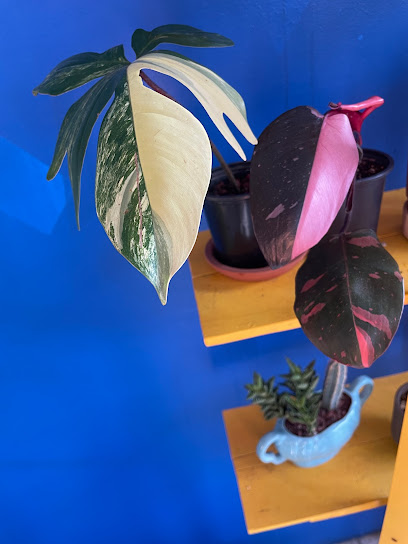 node plant shop