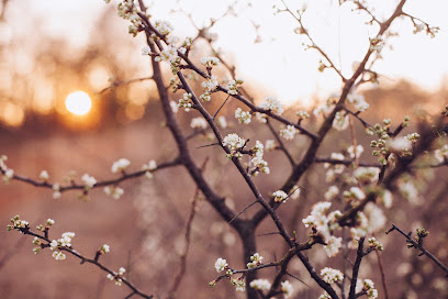 Four Flowers Wellness