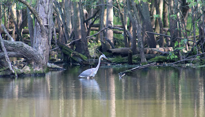 LaBagh Woods